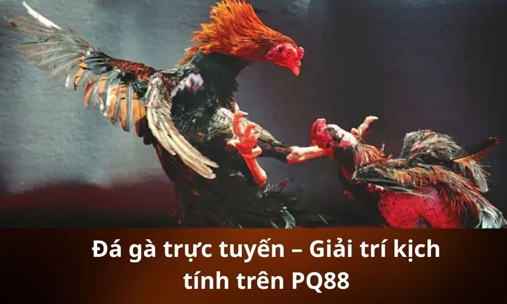 Đá gà trực tuyến – Giải trí kịch tính trên PQ88