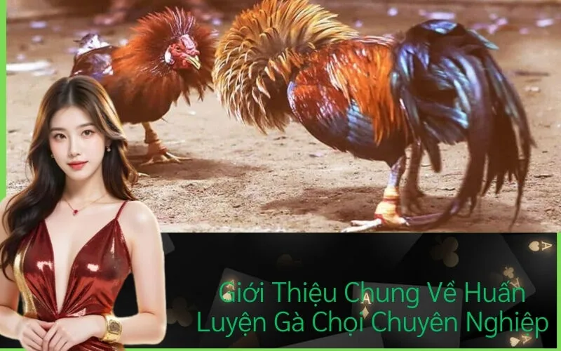 Giới Thiệu Chung Về Huấn Luyện Gà Chọi Chuyên Nghiệp