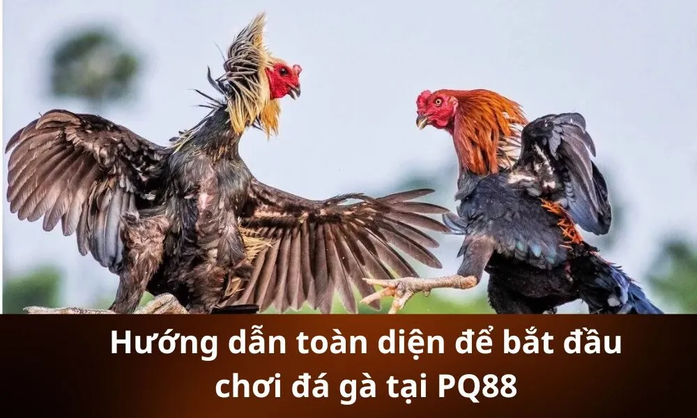 Hướng dẫn toàn diện để bắt đầu chơi đá gà tại PQ88