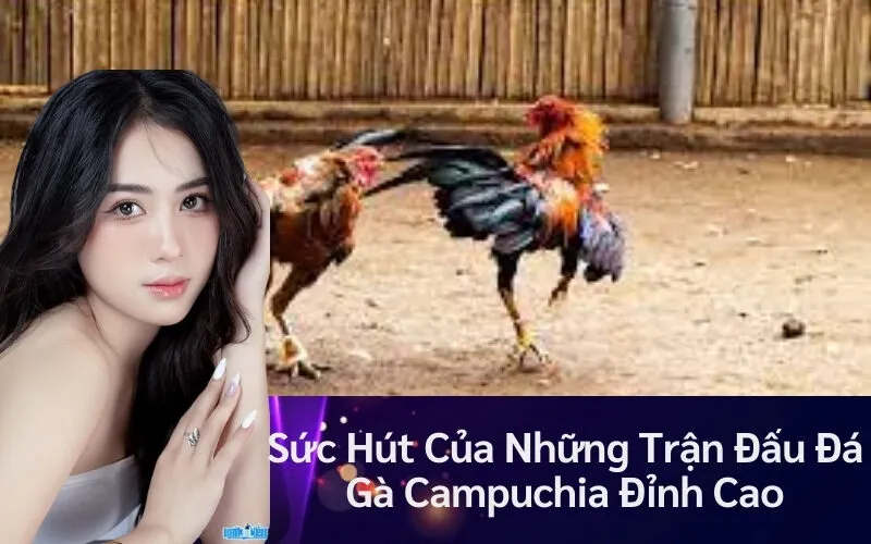 Sức Hút Của Những Trận Đấu Đá Gà Campuchia Đỉnh Cao