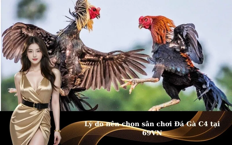 Lý do nên chọn sân chơi Đá Gà C4 tại 69VN
