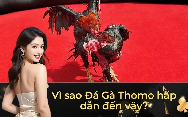 Đá Gà Campuchia Là Gì? Nét Đặc Trưng Thu Hút