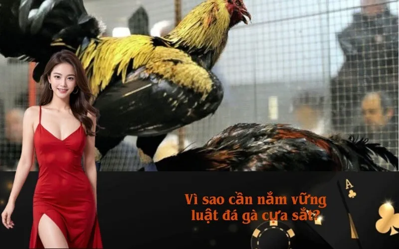 Vì sao cần nắm vững luật đá gà cựa sắt?